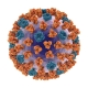 Бронховент + Вірулан - Надійний захист від застуди та грипу