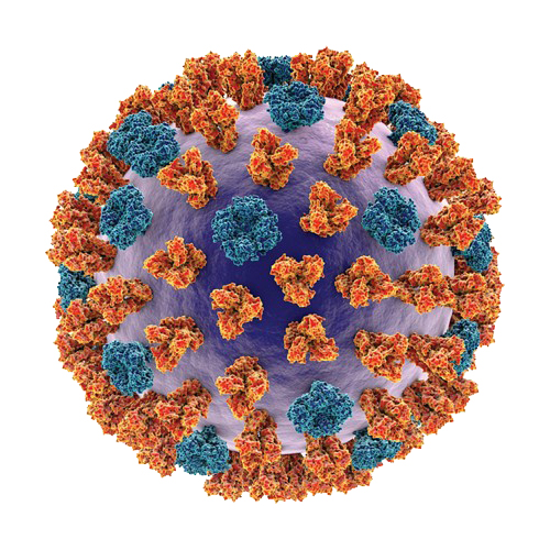 Бронховент + Вірулан - Надійний захист від застуди та грипу (2)